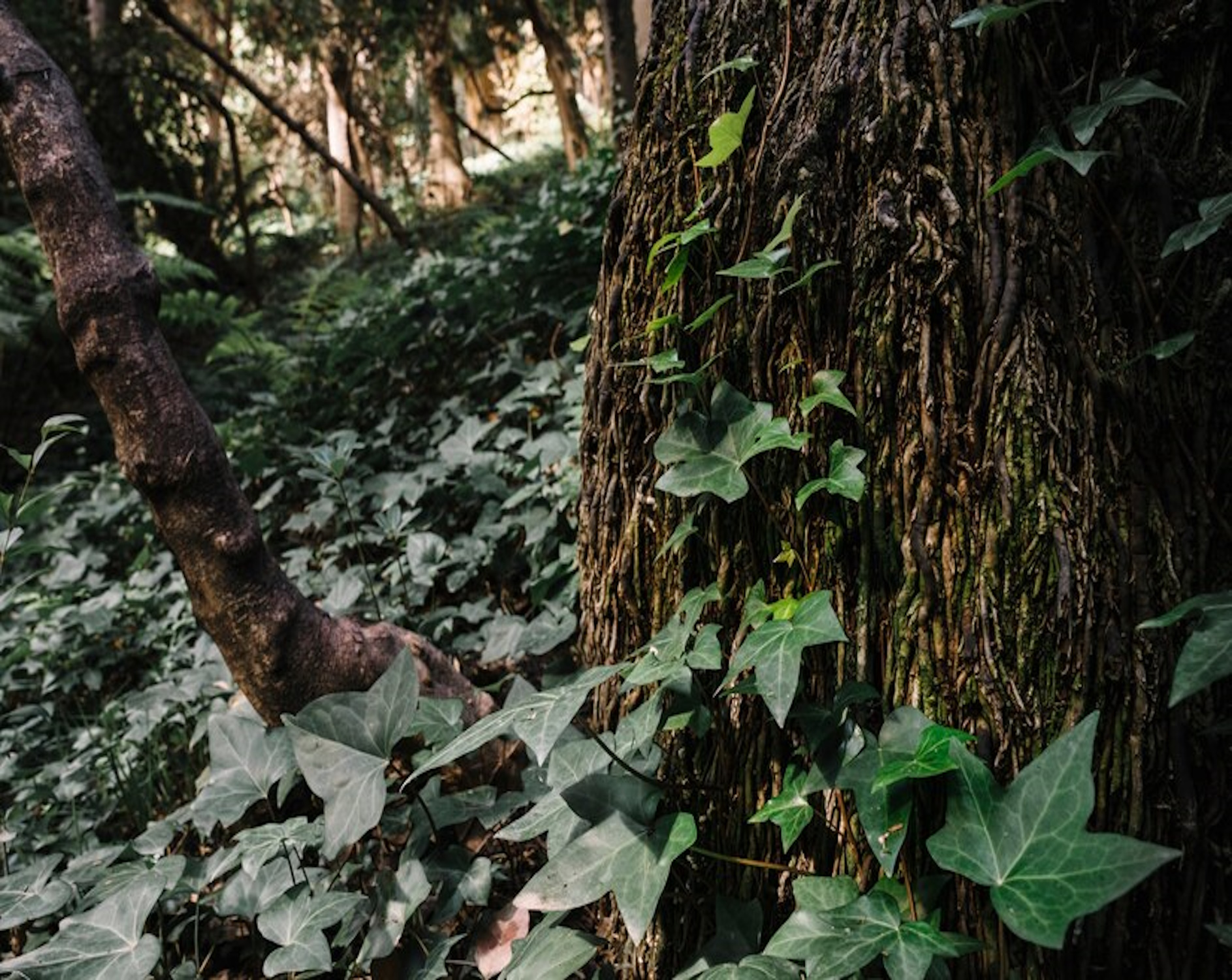 The Woods
